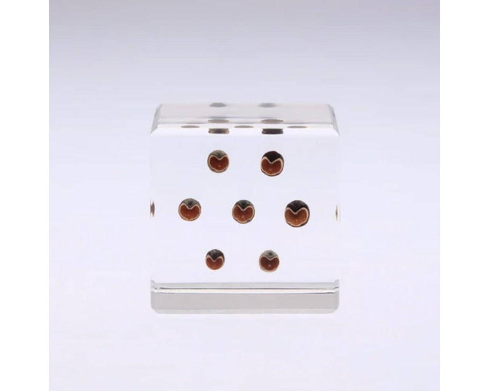 Solacube Showcases with Dandelion