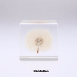 Solacube Showcases with Dandelion